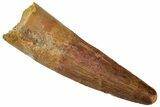 Fossil Spinosaurus Tooth - Real Dinosaur Tooth #326291-1